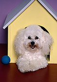 DOG 19 RK0062 02
Head Shot Of Poodle Laying In Yellow Dog House With Ball Facing Camera