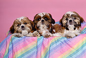 DOG 19 RK0075 41
A Group Of Shih Tzu Dogs Sitting In Colorful Basket Pink Background