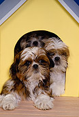 DOG 19 RK0091 25
A Group Of Shih-Tzu Dogs Laying Together By Dog House