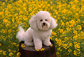 DOG 19 RK0101 04
Bichon Frise Sitting On Barrel In Yellow Flower Field