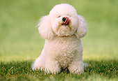 DOG 19 RK0102 08
Bichon Frise Sitting On Grass