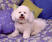 DOG 19 RK0115 02
Bichon Frise Laying On Bed