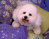 DOG 19 RK0120 08
Head Shot Of Bichon Frise Laying