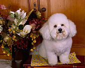DOG 19 RK0121 01
Bichon Frise Sitting On Wooden Table