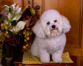 DOG 19 RK0121 07
Bichon Frise Sitting On Wooden Table