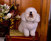 DOG 19 RK0121 17
Bichon Frise Sitting On Wooden Table