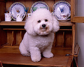 DOG 19 RK0122 08
Bichon Frise Sitting On Wooden China Cabinet