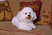 DOG 19 RK0127 04
Bichon Frise Laying On Tan Couch With Pillows