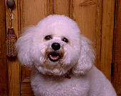 DOG 19 RK0132 04
Head Shot Of Bichon Frise Against Wooden Dresser
