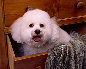 DOG 19 RK0133 01
Head Shot Of Bichon Frise Sitting In Dresser Drawer