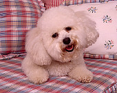 DOG 19 RK0135 04
Bichon Frise Laying On Plaid Cushion By Pillows