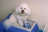 DOG 19 RK0137 05
Bichon Frise Sitting In Tea Server By Teapot