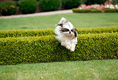 DOG 19 RK0138 04
Lhasa Apso Jumping Over Bush