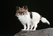 DOG 19 RK0144 12
Papillon Standing On Rock Black Background