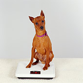 DOG 19 RS0042 01
Miniature Pinscher Sitting On Scale