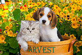 DOK 01 BK0003 01
Beagle Puppy And Silver Tabby Kitten Sitting In Basket In Garden