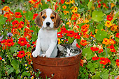 DOK 01 BK0004 01
Beagle Puppy And Tabby Kitten Sitting In Flower Pot In Garden