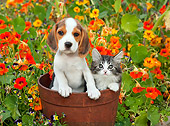 DOK 01 BK0005 01
Beagle Puppy And Tabby Kitten Sitting In Flower Pot In Garden