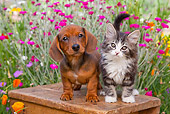 DOK 01 BK0008 01
Dachshund Puppy And Tabby Kitten Standing On Bench In Garden