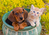 DOK 01 BK0009 01
Dachshund Puppy And Tabby Kitten Sitting In Flower Pot In Garden