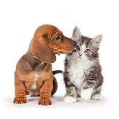 DOK 01 BK0021 01
Dachshund Puppy And Tabby Kitten Sitting On White Seamless