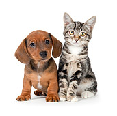 DOK 01 BK0022 01
Dachshund Puppy And Tabby Kitten Sitting On White Seamless