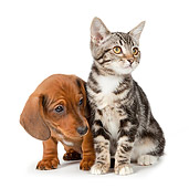 DOK 01 BK0023 01
Dachshund Puppy And Tabby Kitten Sitting On White Seamless