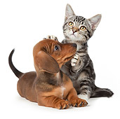 DOK 01 BK0024 01
Dachshund Puppy And Tabby Kitten Sitting On White Seamless