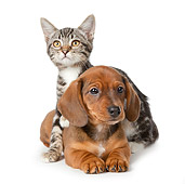DOK 01 BK0025 01
Dachshund Puppy And Tabby Kitten On White Seamless