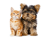 DOK 01 BK0026 01
Orange Kitten And Yorkshire Terrier Puppy Sitting On White Seamless