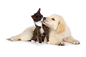 DOK 01 BK0035 01
Golden Retriever Puppy Kissing Black And White Kitten On White Seamless