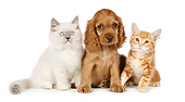 DOK 01 BK0042 01
Cocker Spaniel Puppy And Two Kittens Sitting On White Seamless