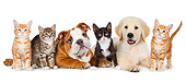 DOK 01 BK0050 01
English Bulldog Puppy, Golden Retriever Puppy And Four Kittens On White Seamless