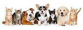 DOK 01 BK0051 01
English Bulldog Puppy, Welsh Corgi Puppy, Golden Retriever Puppy And Four Kittens On White Seamless