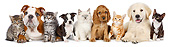 DOK 01 BK0052 01
English Bulldog Puppy, Boston Terrier Puppy, Cocker Spaniel Puppy, Golden Retriever Puppy And Five Kittens On White Seamless