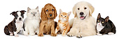 DOK 01 BK0056 01
Boston Terrier Puppy, Cocker Spaniel Puppy, Golden Retriever Puppy And Three Kittens On White Seamless