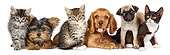 DOK 01 BK0057 01
Yorkshire Terrier Puppy, Cocker Spaniel Puppy, Pug Puppy And Three Kittens On White Seamless