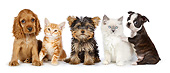 DOK 01 BK0059 01
Cocker Spaniel Puppy, Yorkshire Terrier Puppy, Boston Terrier Puppy And Two Kittens Sitting On White Seamless