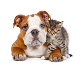 DOK 01 BK0073 01
English Bulldog Puppy And Tabby Kitten Cuddling On White Seamless