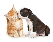 DOK 01 BK0078 01
Boston Terrier Puppy Nuzzling Orange Kitten On White Seamless