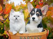 DOK 01 BK0086 01
Longhair Kitten And Welsh Corgi Puppy Sitting In Basket By Autumn Leaves