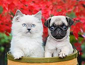 DOK 01 BK0087 01
Longhair Kitten And Pug Puppy Sitting In Basket By Autumn Leaves