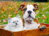 DOK 01 BK0088 01
Longhair Kitten And English Bulldog Puppy Sitting In Crate By Autumn Leaves
