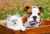 DOK 01 BK0089 01
Longhair Kitten And English Bulldog Puppy Sitting In Crate By Autumn Leaves