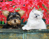 DOK 01 BK0090 01
Yorkshire Terrier Puppy And Longhair Kitten Sitting In Crate By Autumn Leaves