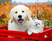 DOK 01 BK0091 01
Yellow Labrador Retriever Puppy And Longhair Kitten Sitting In Red Crate By Autumn Leaves