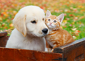 DOK 01 BK0092 01
Yellow Labrador Retriever Puppy And Orange Kitten Sitting In Red Crate By Autumn Leaves