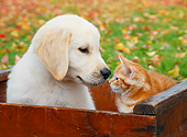 DOK 01 BK0093 01
Yellow Labrador Retriever Puppy And Orange Kitten Sitting In Red Crate By Autumn Leaves