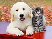 DOK 01 BK0094 01
Yellow Labrador Retriever Puppy And Tabby Kitten On Bench By Autumn Leaves