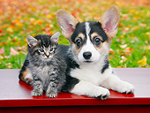 DOK 01 BK0095 01
Tabby Kitten And Welsh Corgi  Puppy On Bench By Autumn Leaves